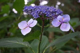 fleur violette