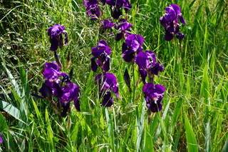 herbe