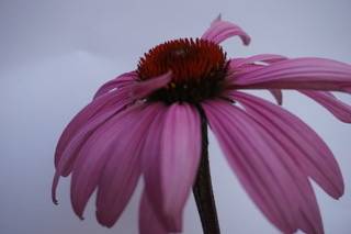 grosse fleur